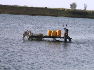 Les ânes dans l'eau du fleuve Niger à Dioro (Ségou) 